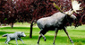 The Moose and Wolf