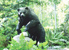Garden Grizzly