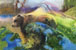 Bear In The Blueberries