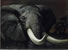Tusks